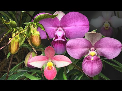 Growing Phragmipedium indoors - care & culture of South American slipper orchids