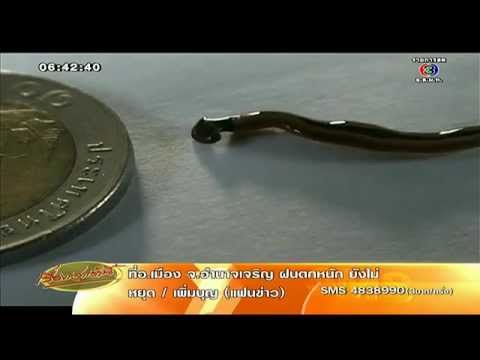 กวางแรง Eleutherococcus ทิงเจอร์และความแข็งแรงชาย