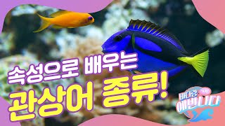 관상어 어디까지 알고 있니? 다양한 관상어의 종류를 알려드립니다! [바다랑 가치]