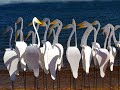 Swirling Birds How Fun Are These They Sway In The Slightest Breeze