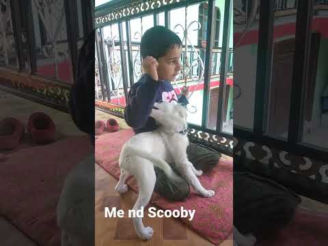 kid playing with dog