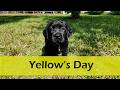Labrador Retriever dogs for sale: Yellow - AKC English Lab - Video 1