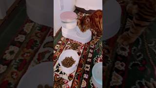水をよく飲むシンタロー君🥰#癒し動画 #cat #kitten #ねこ#ocicat #bengalcat #ベンガル #かわいい猫動画