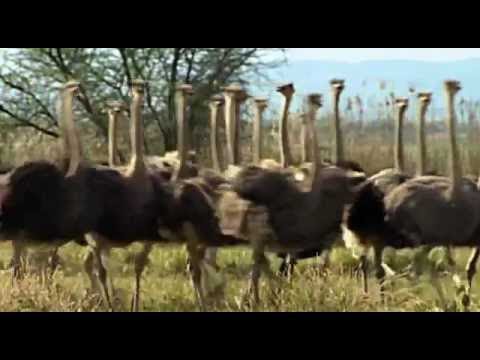 Giganten der Urzeit Ep 5 - Der Riesenvogel