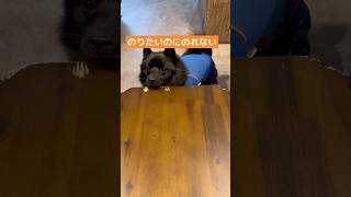 眠いと途端に運動神経悪くなる#スキッパーキ #スキップ #犬との暮らし