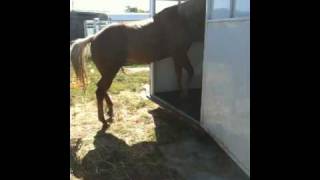 Cribbing - Horse Stall Vices - Horse Boredom - Pawing - Rick Gore Horsemanship