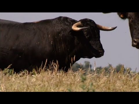 image-Where can I find pictures of Bull animals?