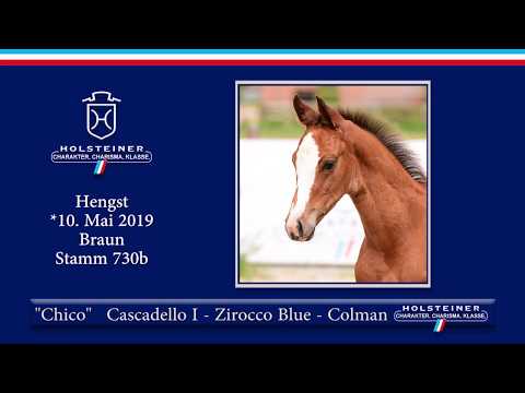 Holsteiner Elite-Fohlenauktion 2019 - Nr. 10 Chico v. Cascadello I-Zirocco Blue