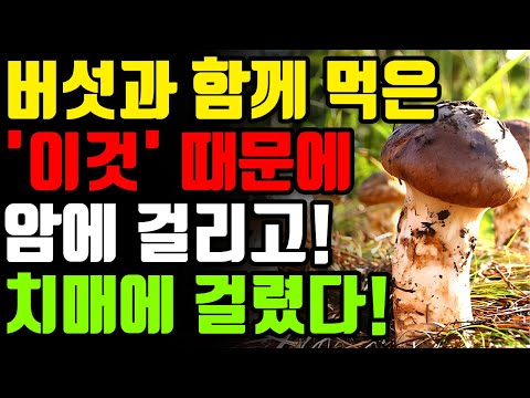 차가버섯 , 상황버섯, 팽이 버섯, 능이 버섯, 영지 버섯 송이 버섯 , 느타리 버섯, 팽이버섯 차 효능