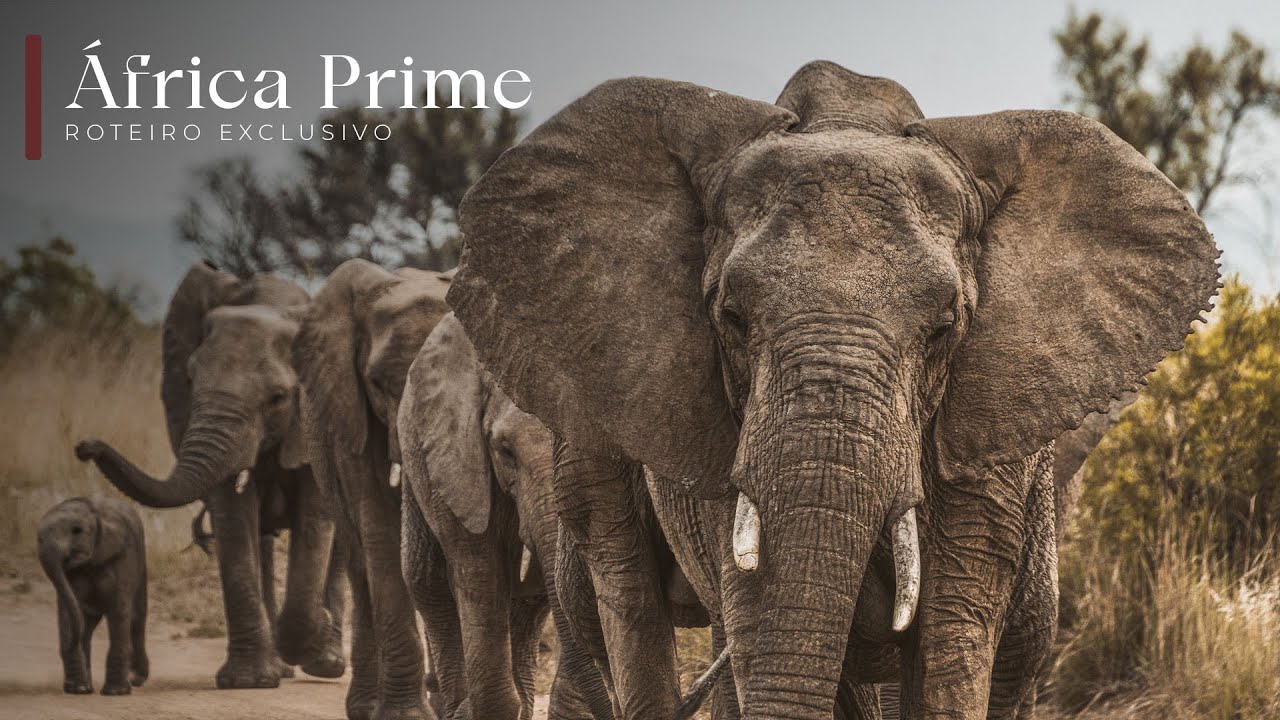 África Prime | Roteiro Exclusivo