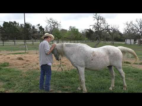 How to Help Your Horse Settle in to a New Home- Calming an Anxious Horse.