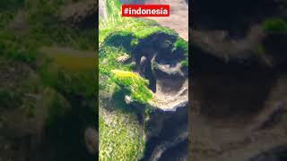 Download lagu Hardscape Kayu Rentek & Yellow Shrimp mp3