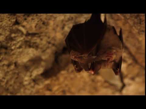 ცხვირნალა ღამურა - Rhinolophus sp. - bat