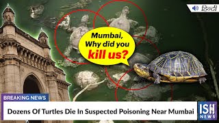 Dozens Of Turtles Die In Suspected Poisoning Near Mumbai