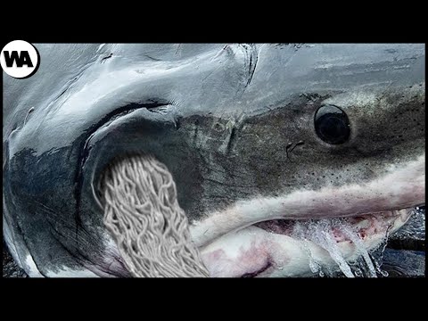 , title : 'Quand Un Requin Rencontre Une Orque Affamée'