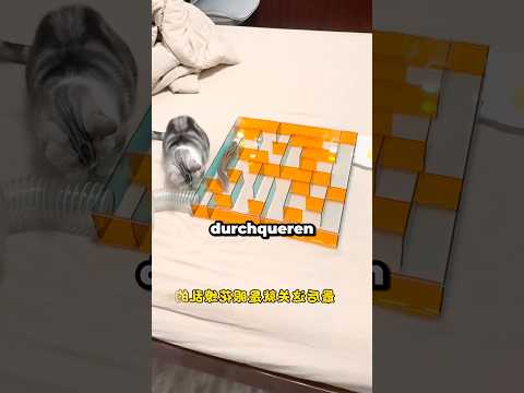 Er stellte seinem Eichhörnchen drei Hürden, wird er sie schaffen? 😳