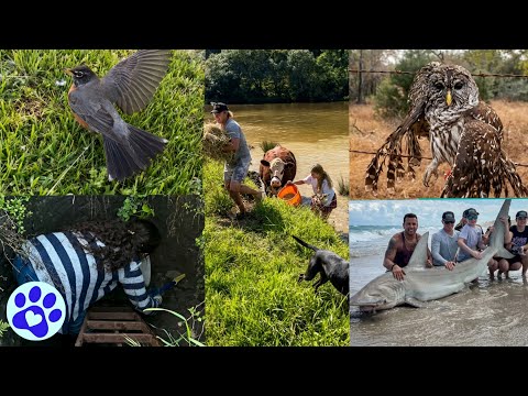 Animals Asking Humans For Help Caught On Camera 🥺