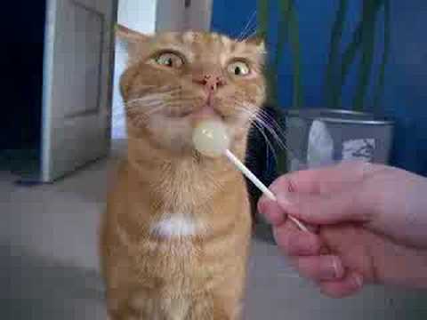 download lagu mp3 mp4 Cream Soda Dum Dum Ingredients, download lagu Cream Soda Dum Dum Ingredients gratis, unduh video klip Cream Soda Dum Dum Ingredients