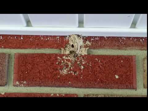 Above ground wasp nest in Farmingdale, NJ