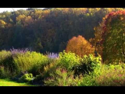 FALL ✿✿ Fariba Shekari