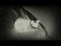 Cat Hear Italy Fire Truck Siren
