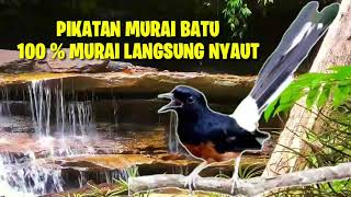 Download lagu Suara Pikat Murai Batu|| Bikin Murai Batu Mendekat Melawan mp3
