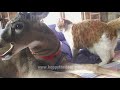 DEER LICKING CAT 20min ASMR LOOP