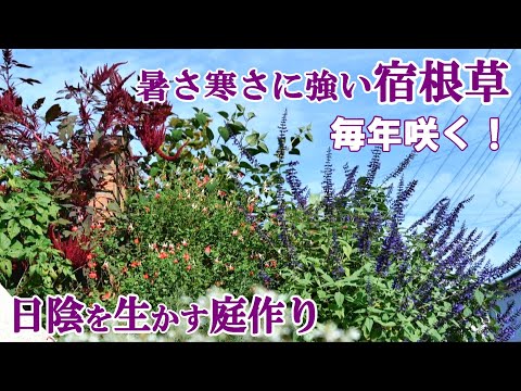 園芸 ペンステモン