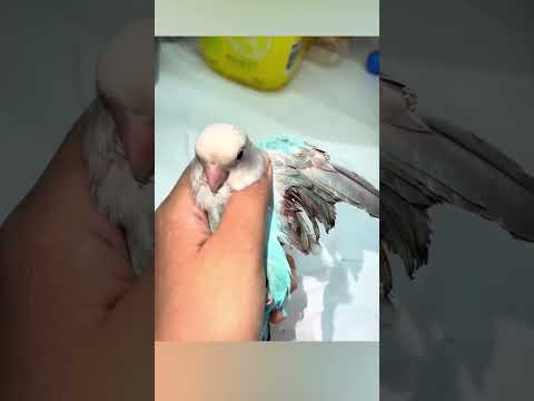 Cómo Cortar las Alas de un Loro con Seguridad