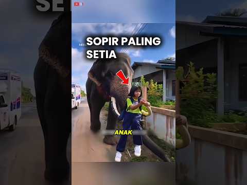 Aksi Balas Budi Seekor Gajah 🐘😲#shorts