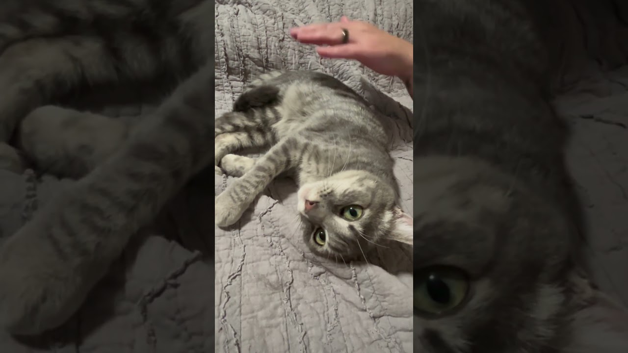 Enlarge Doris Day, a hold Domestic Short Hair in Gresham, OR video 4/4