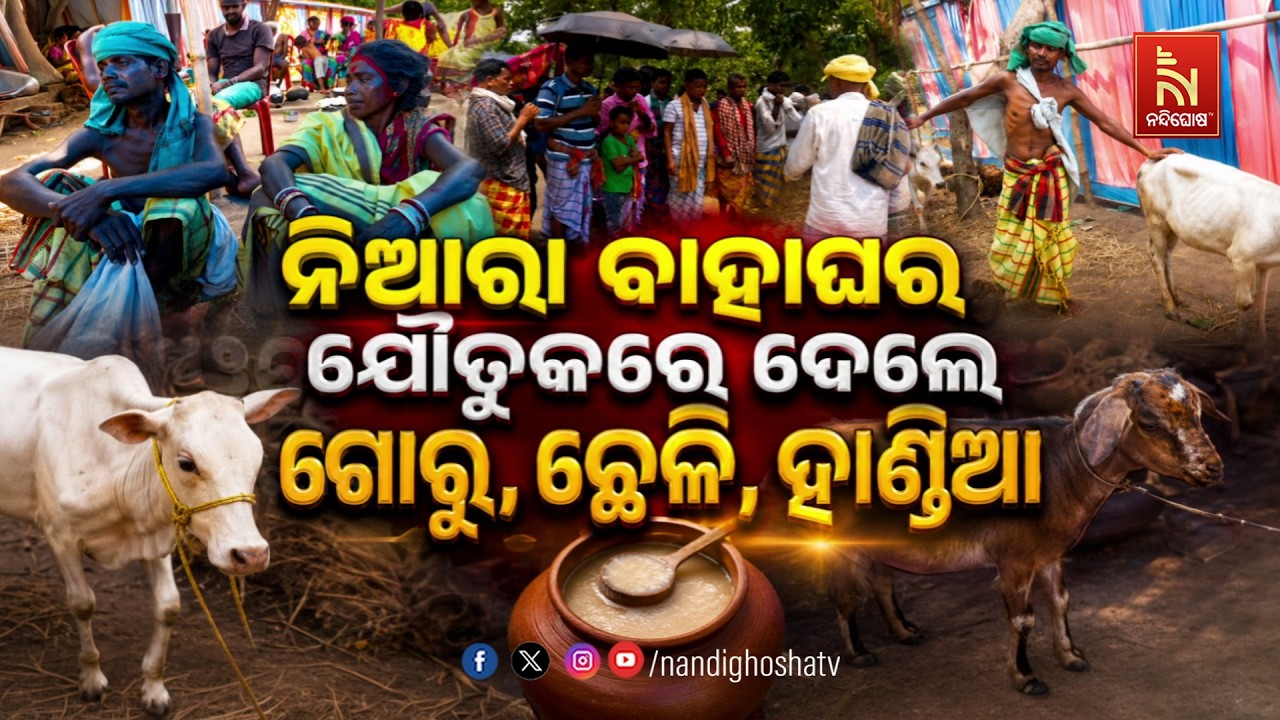 🔴Live | ନିଆରା ବାହାଘର, ଯୌତୁକରେ ଦେଲେ ଗୋରୁ, ଛେଳି, ହାଣ୍ଡିଆ