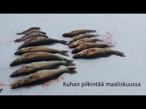 Maaliskuussa kuha aktivoituu (ainakin hetkeksi) 👀🐟🐟 | Pari päivää kuhanpilkintä hyvässä seurassa 👌👌