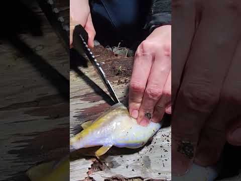 [Viewer discretion advised] What happens when you eat banned, highly poisonous pufferfish sashimi...