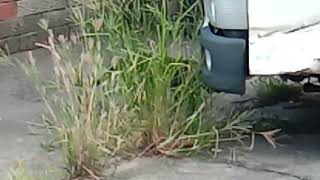 [問題] 請問貓是否骨折