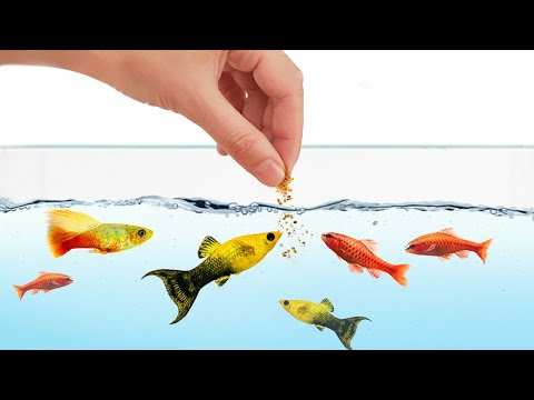 How to Feed Your Fish Properly (How Often and How Much)