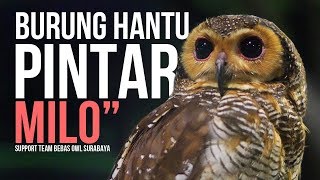 KEREN! Skill Burung Hantu Surabaya - strix seloput