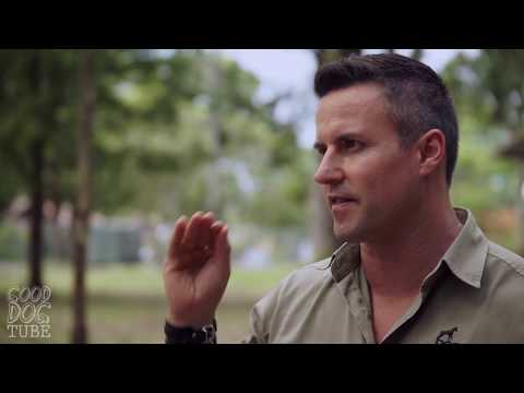 YouTube video about: How many times should I take my dog out?