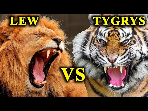 LEW vs TYGRYS - Starcie Gigantów. Kto Jest Królem Dżungli?