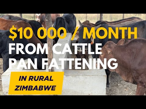 How We Make $10,000/Month From Cattle Pan Fattening Rural Zimbabwe| Farm Managing From The Diaspora
