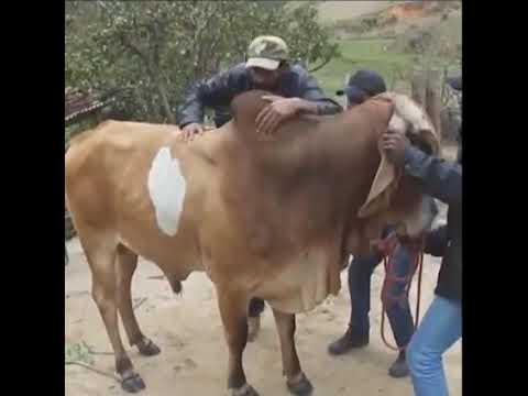 Maiores tombos com cavalos kkk😅😂🤣