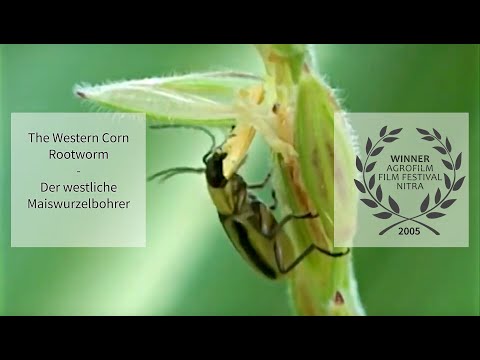 Der Westliche Maiswurzelbohrer - TRAILER