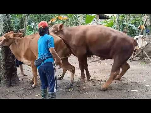 How big is a bulls penis
