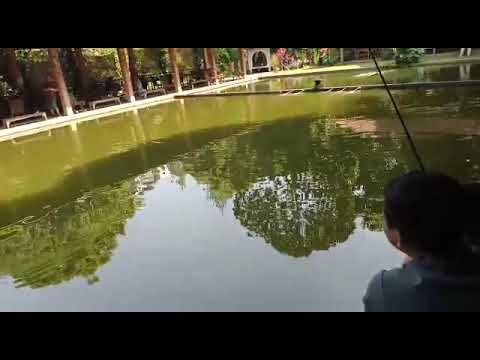 Bocah cilik mancing ikan induk | IANchannel