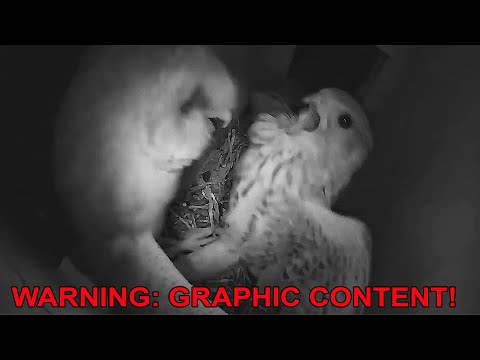 Barn Owl Attack Kestrel Nest
