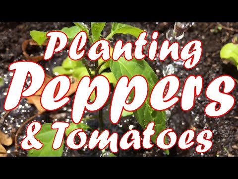 Ar galiu kartu auginti pomidorus ir jalapeno? Ar galiu kartu auginti pomidorus ir jalapeno?