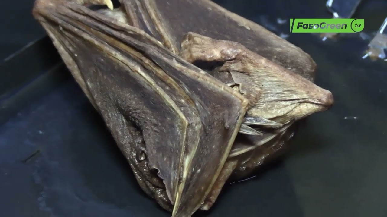 Transmission d’Ebola : Le rôle des chauves-souris expliqué par Dr THIOMBIANO du LBEA