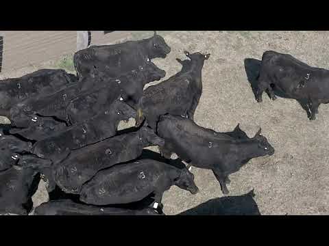 Vaquillonas Angus PC