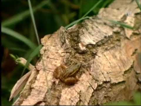 Hessenbilder - Die hessische Bergstrasse