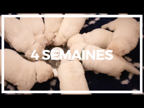 4ème Semaine // Portée "R" 2020 - JOY x MUST OF NICE ANIMALS | OF ETERNAL JOY